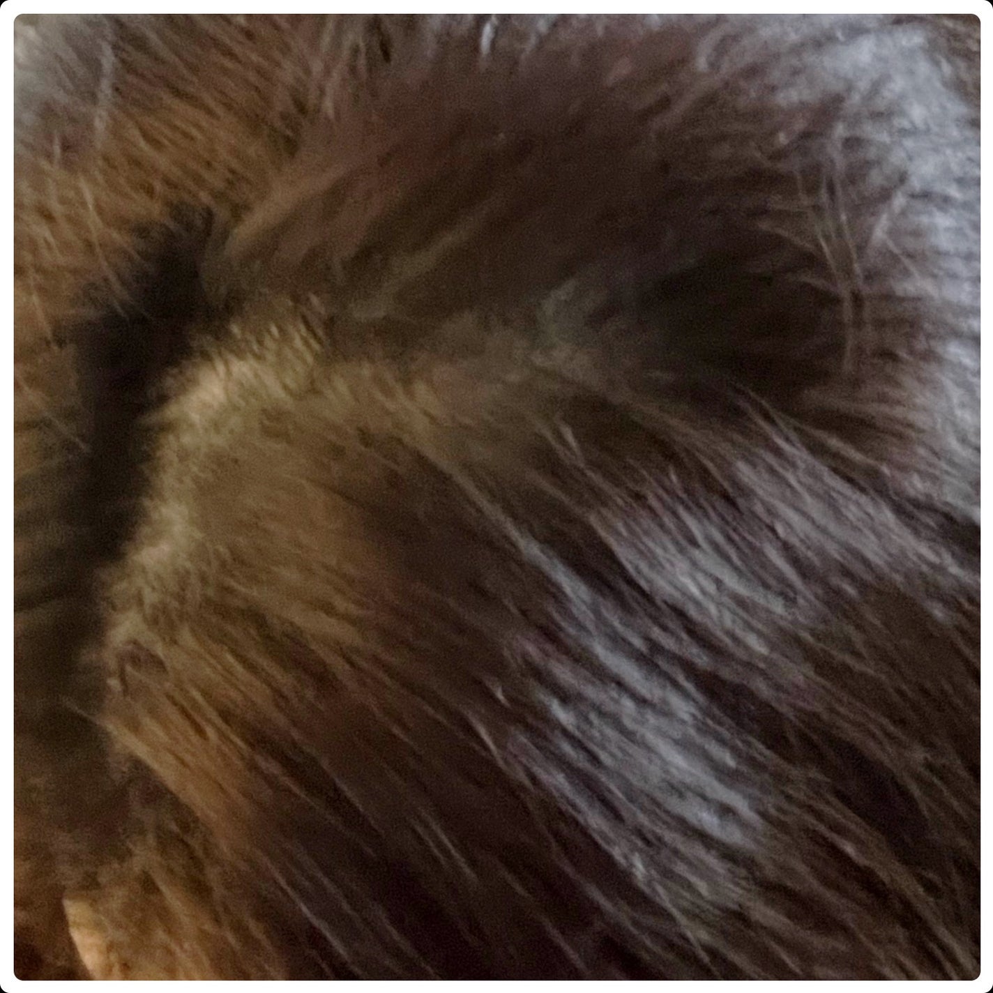 ウエラトーン エッセンスイン カラートリートメント/ウエラ/ヘアカラーを使ったクチコミ(3枚目)