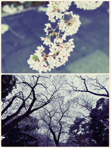 しろ on LIPS 「桜見て来た忘備録。上野まで行って来たけど、人が凄い。屋台も出て..」（2枚目）
