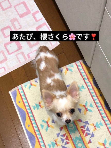 ディオール アディクト ステラー シャイン/Dior/口紅を使ったクチコミ(5枚目)