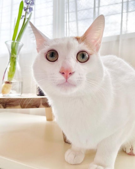 アイ リンクルセラム/アテニア/アイケア・アイクリームを使ったクチコミ(8枚目)