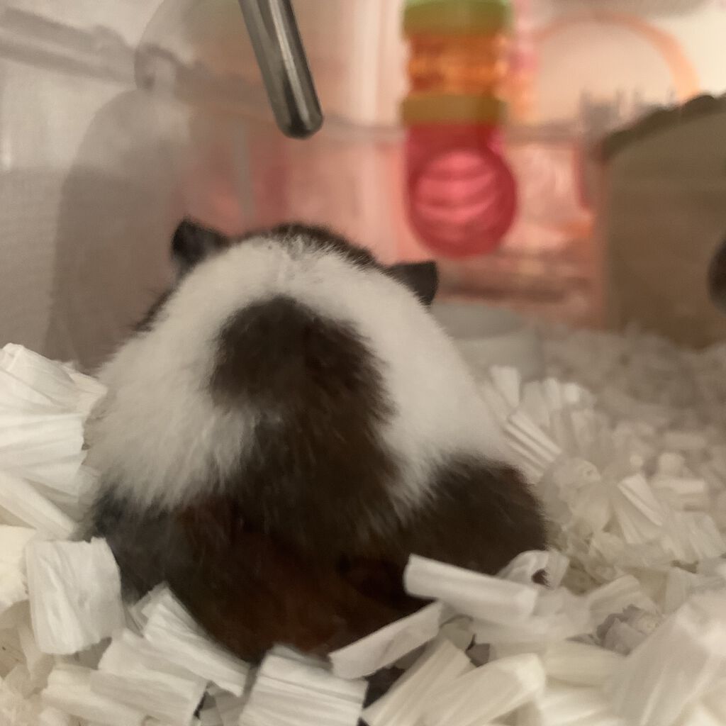 ジェルネイル（ライト対応）/セリア/ジェルネイルを使ったクチコミ（2枚目）