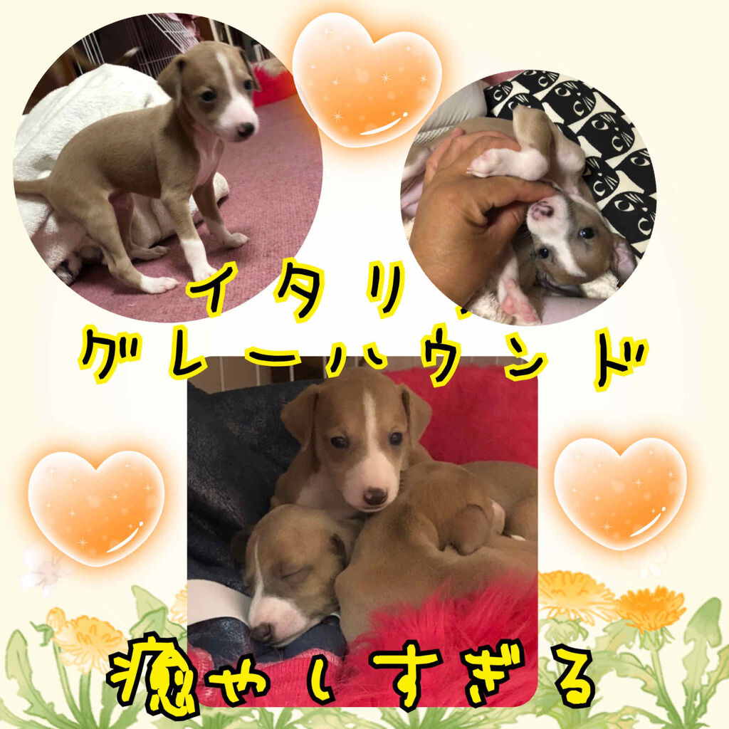 ヘアピン/DAISO/ヘアアクセサリーを使ったクチコミ（2枚目）