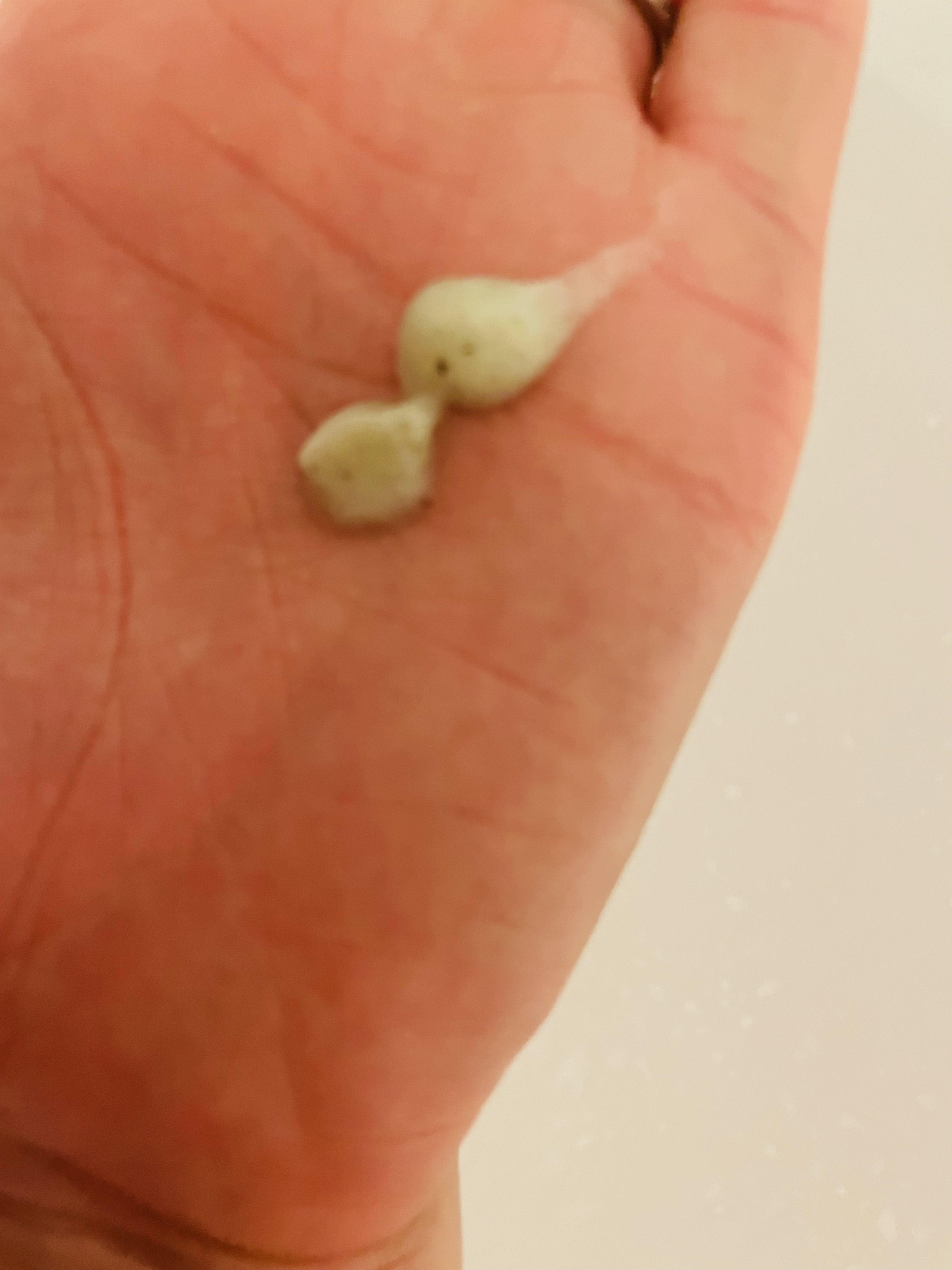 CICA 洗顔フォーム /YBK/洗顔フォームを使ったクチコミ（1枚目）