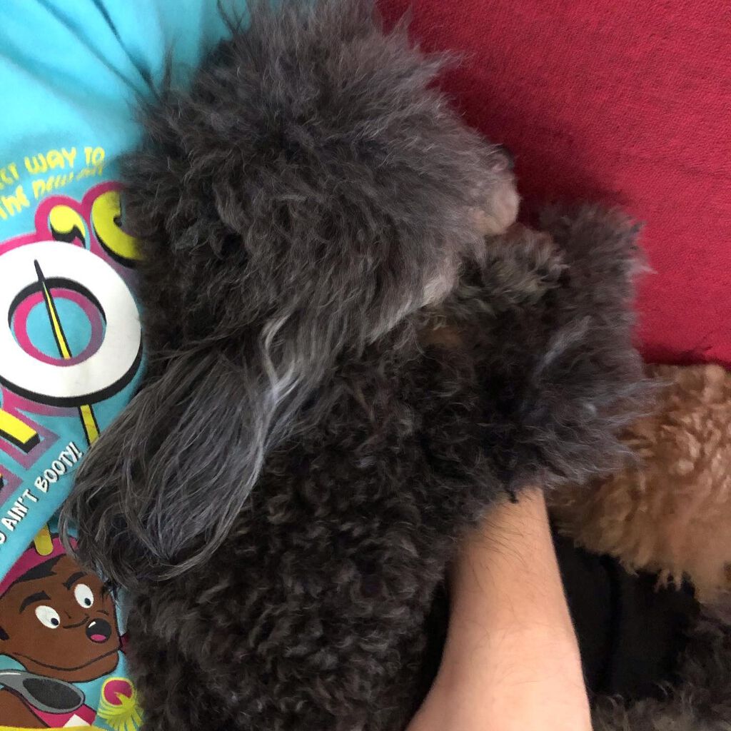 榎本みか on LIPS 「みんなほんまに可愛い😍#happy#幸せ#toypoodle#..」(6枚目)