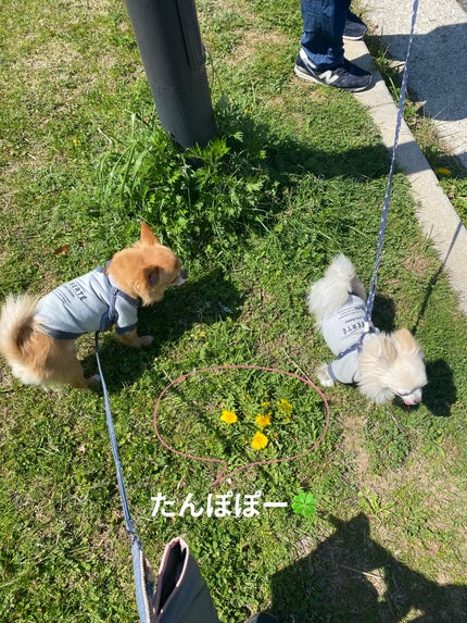 シャインオンミーネイルカラー/Dear.A/マニキュアを使ったクチコミ(7枚目)