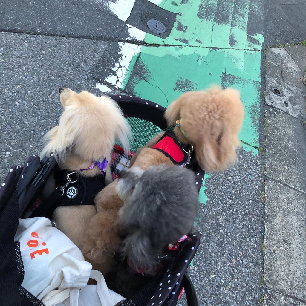 榎本みか on LIPS 「本日はトリミング😉みんなトリミング疲れたから帰って来たら爆睡😪..」(5枚目)