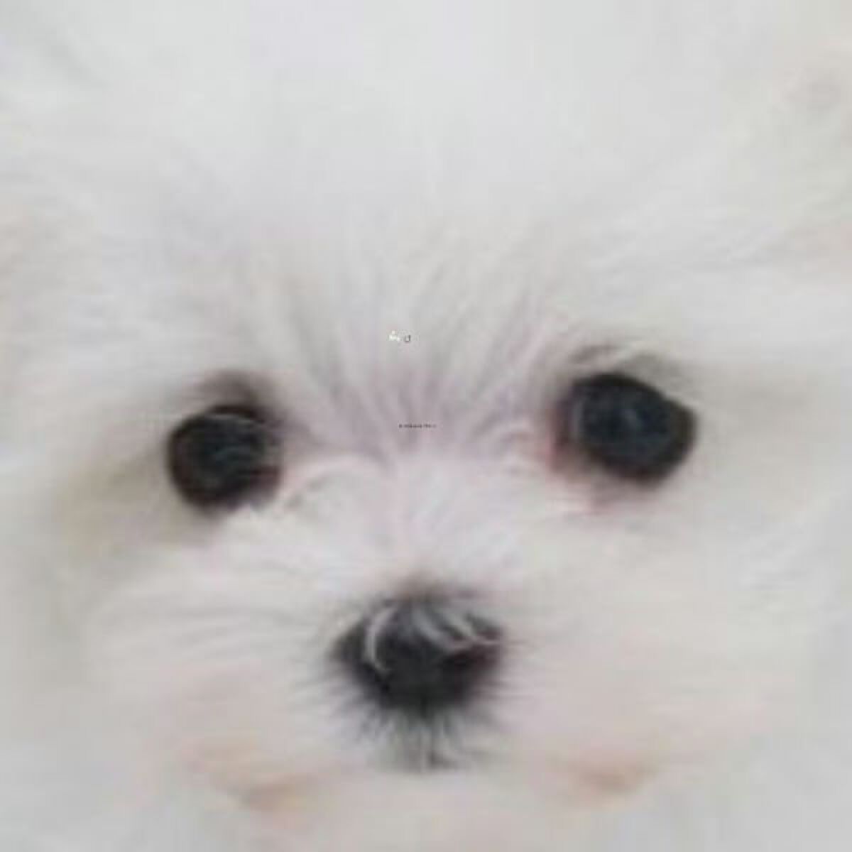 お米のマスク/毛穴撫子/シートマスク・パックを使ったクチコミ（1枚目）