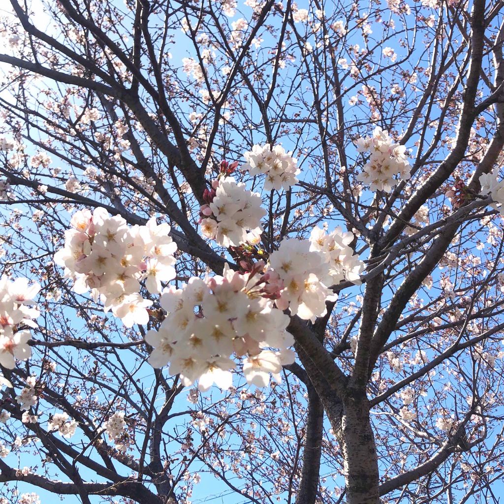 シマリングオーロラアイズ/キャンメイク/単色アイシャドウを使ったクチコミ（2枚目）