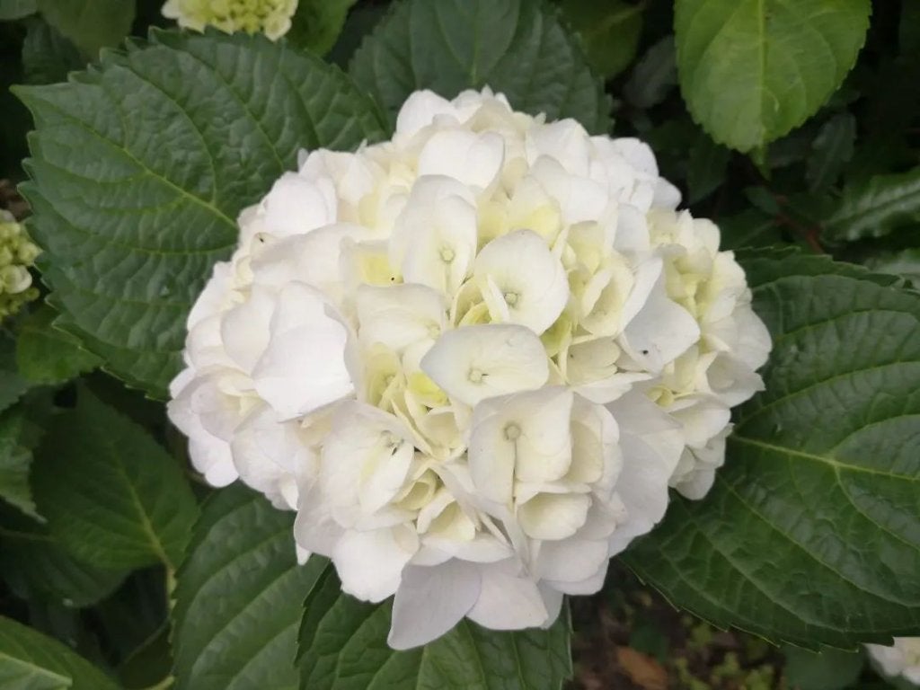 コンスピキュアス クリームチークス/Amplitude/ジェル・クリームチークを使ったクチコミ(6枚目)