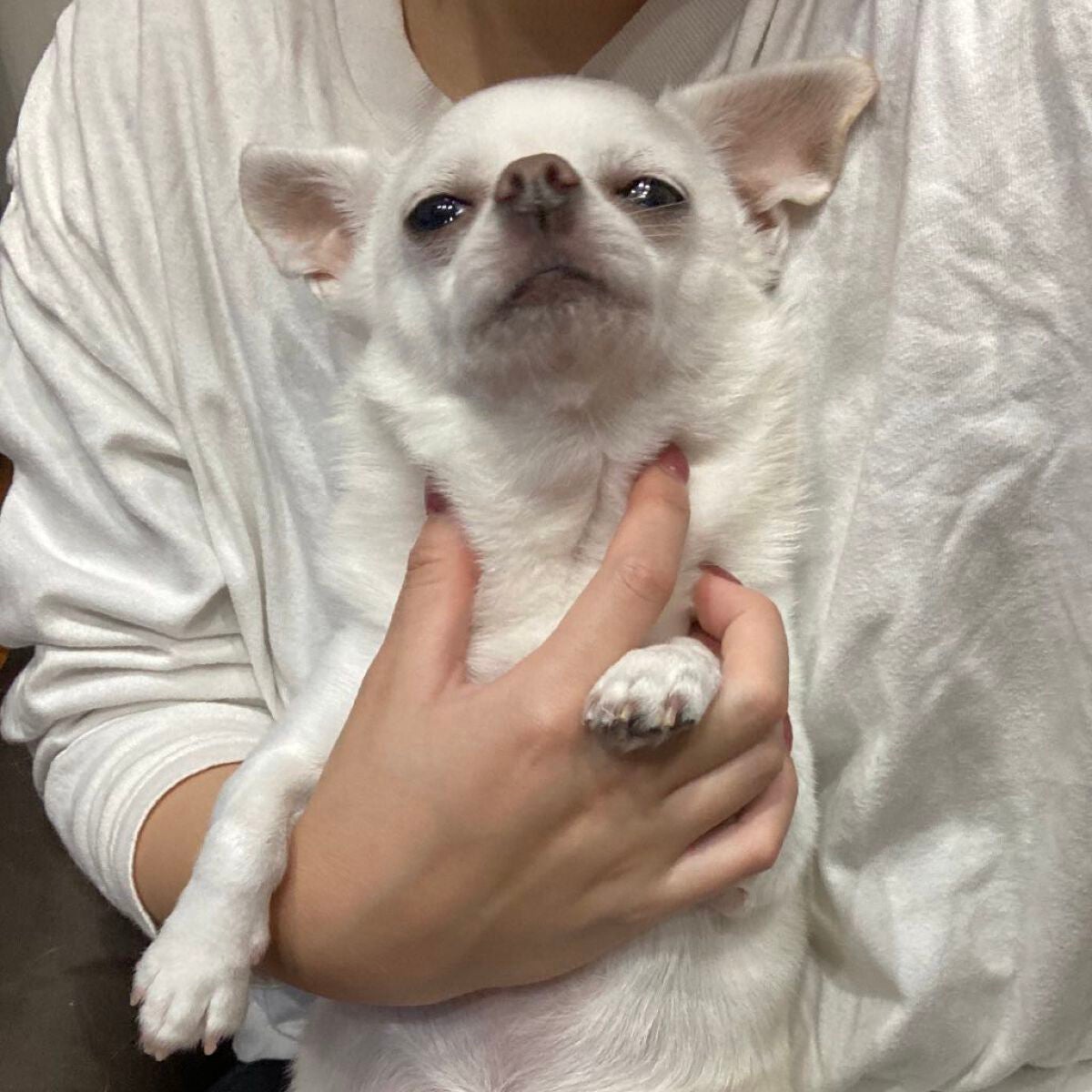 しに子ちゃん on LIPS 「やほ!みなさまお元気ですか?わたしは関節がバキボキの刃牙!あと..」(5枚目)