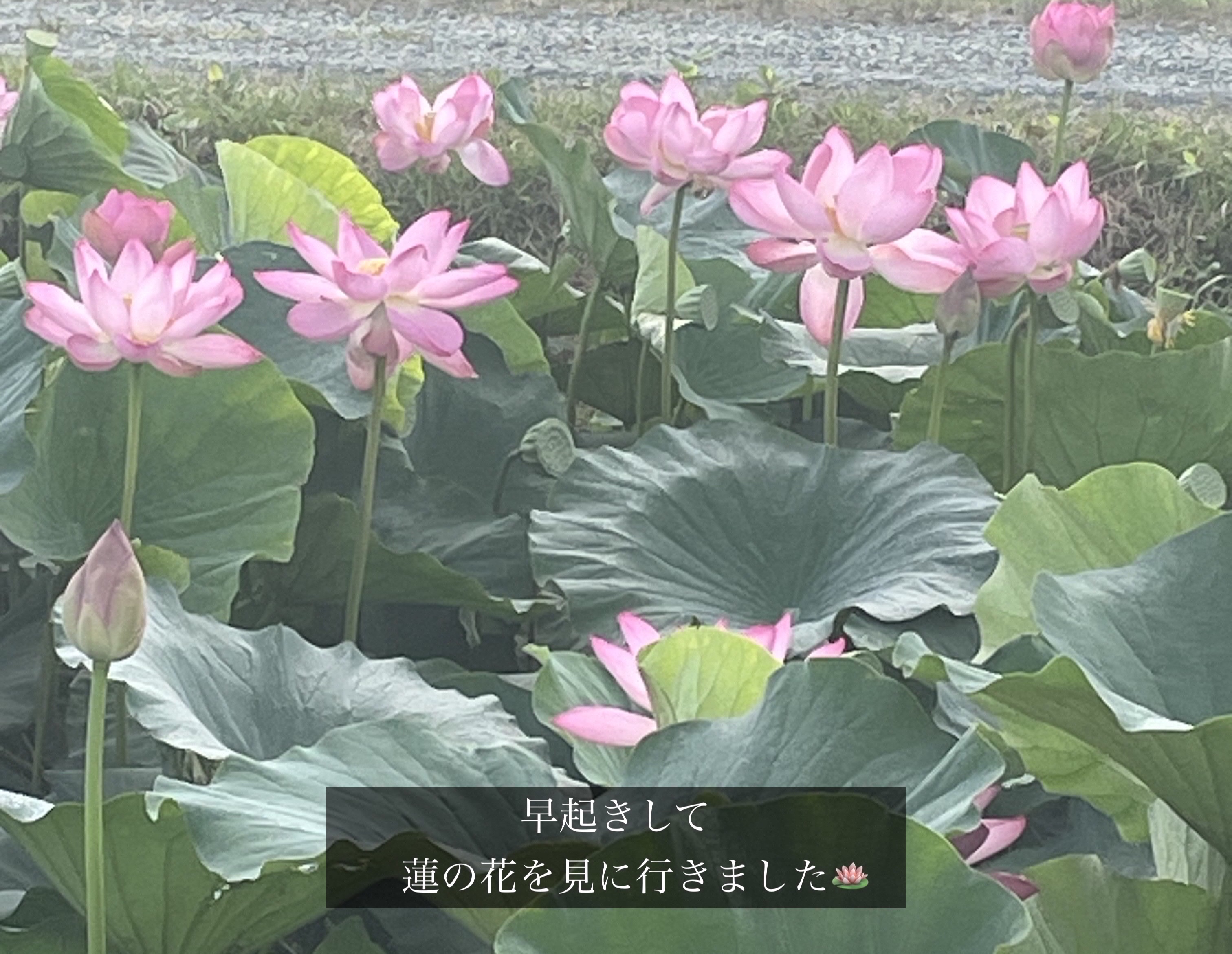 アンドバイロムアンド　メロウアイパレット/&nd by rom&nd/アイシャドウパレットを使ったクチコミ（3枚目）