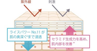 インナーモイスチュアローション No.11/RAIZ repair/化粧水を使ったクチコミ（3枚目）