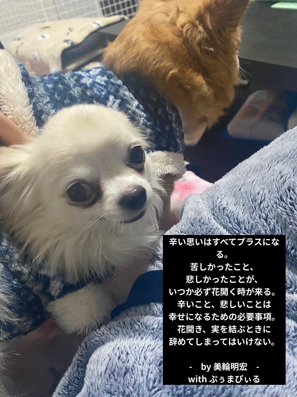 センシュアルパウダーマットリキッド/HERA/口紅を使ったクチコミ(8枚目)