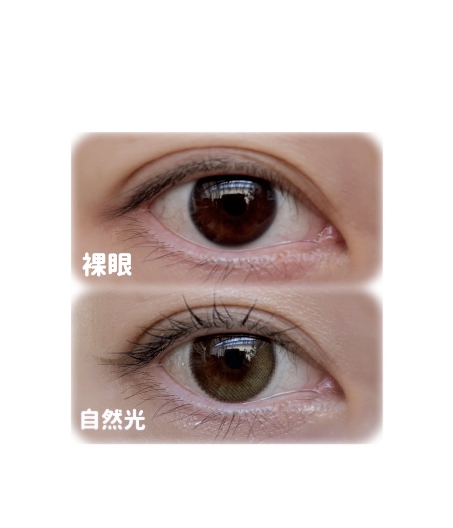 Glowy Golden Olive/OLENS/ワンデー（１DAY）カラコンを使ったクチコミ（2枚目）