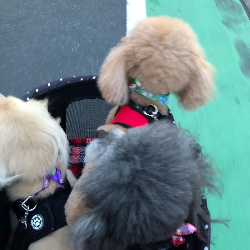 榎本みか on LIPS 「本日はトリミング😉みんなトリミング疲れたから帰って来たら爆睡😪..」(4枚目)