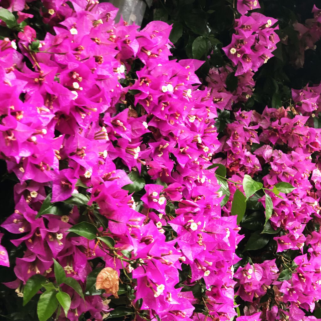 ロゼット洗顔パスタ ホワイトダイヤ/ロゼット/洗顔フォームを使ったクチコミ(1枚目)