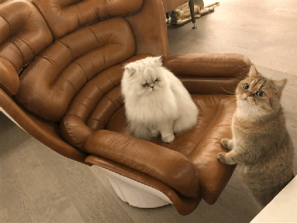 ティント リップスティック/PAUL & JOE BEAUTE/口紅を使ったクチコミ(1枚目)