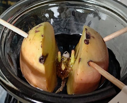 ガラス花瓶/DAISO/その他を使ったクチコミ(1枚目)