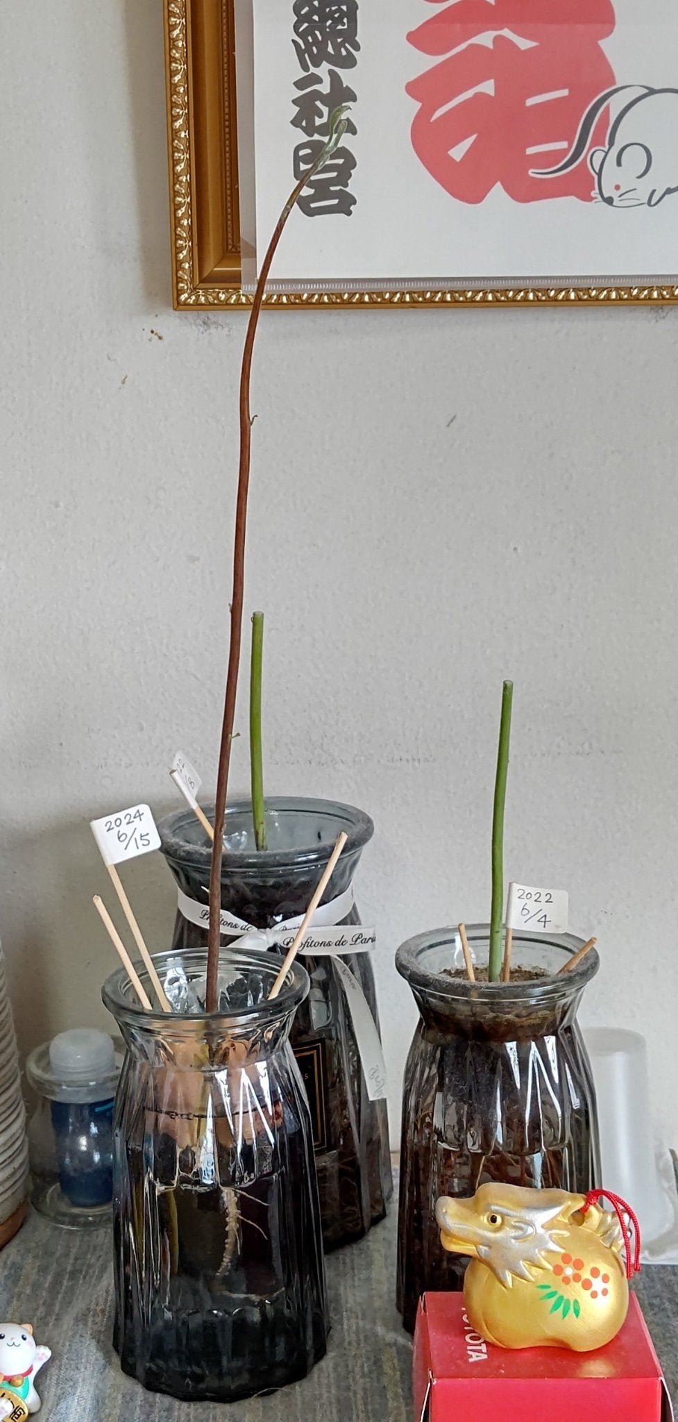 ガラス花瓶/DAISO/その他を使ったクチコミ(1枚目)