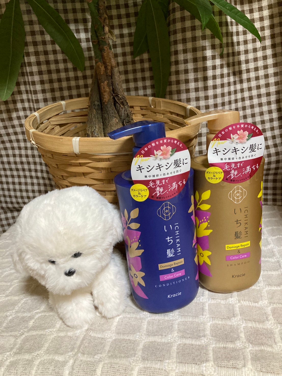 ãã¡ãŒãžãªãã¢ïŒã«ã©ãŒã±ã¢ ã·ã£ã³ããŒ/ã³ã³ãã£ã·ã§ããŒ/ãã¡é«ª/åžè²©ã·ã£ã³ããŒã䜿ã£ãã¯ãã³ãïŒ1æç®ïŒ