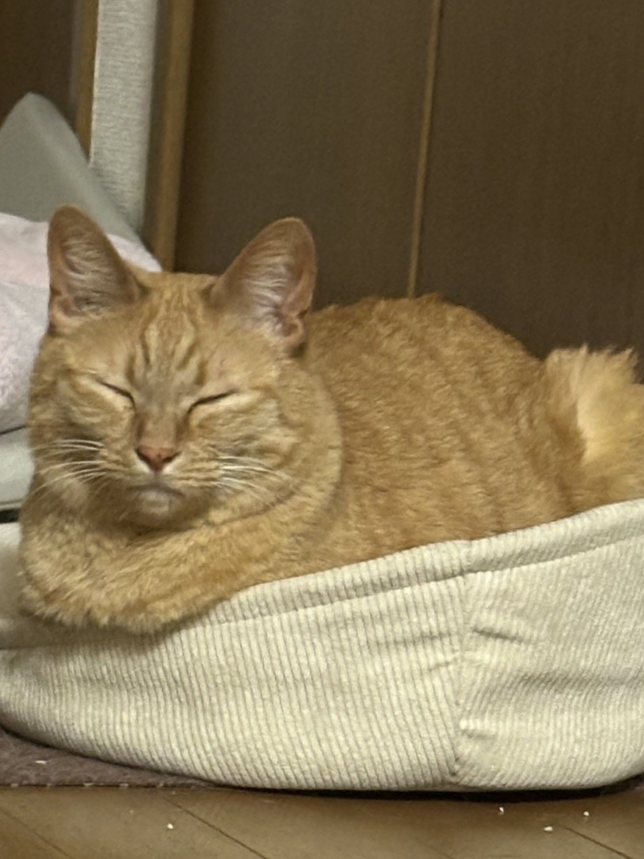 ウォーターコロン ホワイトフローラル/JILL STUART/香水(レディース)を使ったクチコミ（2枚目）