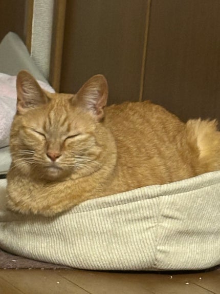 ウォーターコロン ホワイトフローラル/JILL STUART/香水(レディース)を使ったクチコミ(2枚目)