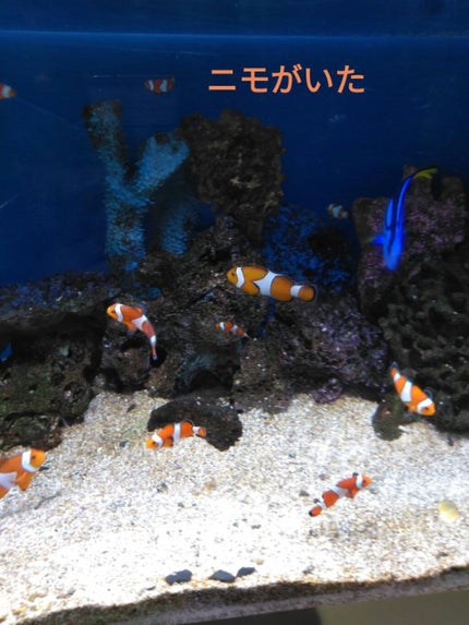 ラブ子❨LIPS agm❩お疲れ気味…💦 on LIPS 「新作✰URGLAM✰マルチアイパレット/ 税込220円色は、『..」(4枚目)