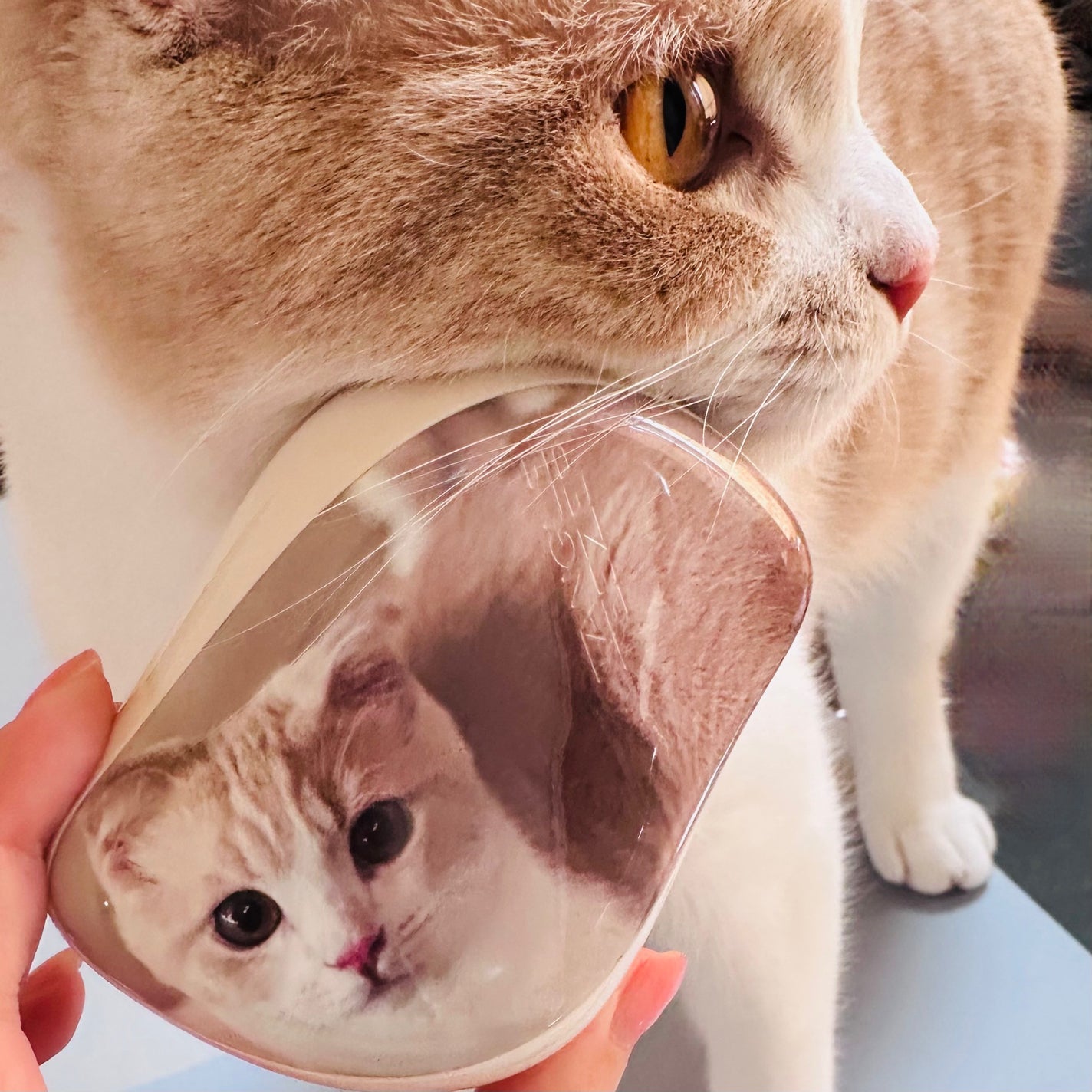 コンパクトスタイラー/TANGLE TEEZER/ヘアブラシを使ったクチコミ(6枚目)