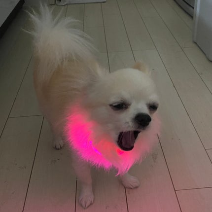 光る首輪/Qoo10/その他を使ったクチコミ(3枚目)