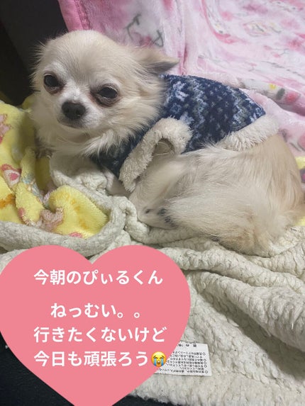 ぷぅぴぃ《紫コス部💜💗》 on LIPS 「꙳★*゚sanrio꙳★*゚クロミちゃん💜リップクリーム&ハン..」(8枚目)