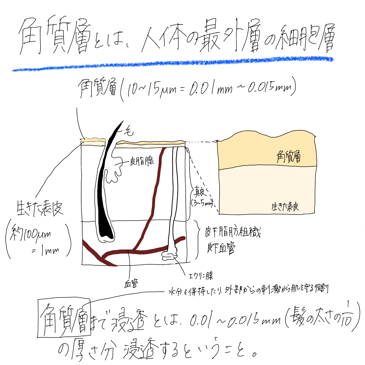 モイストケア ローション MB 125mL(レフィル)/d プログラム/化粧水を使ったクチコミ（2枚目）