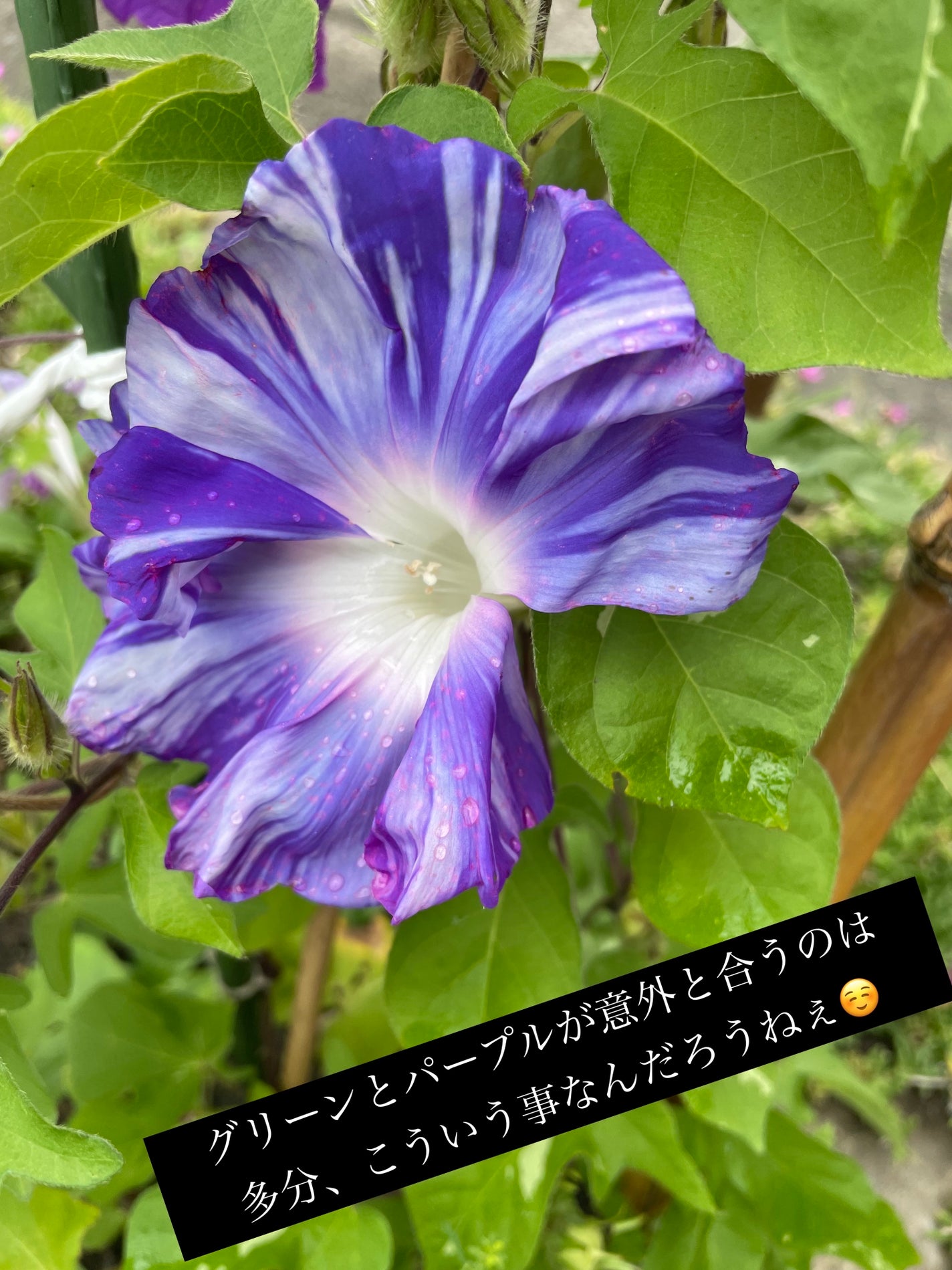 ジューシーピュアアイズ/キャンメイク/アイシャドウパレットを使ったクチコミ(2枚目)