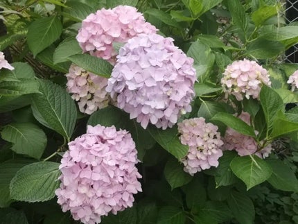 ブラッシュクレーム/クレ・ド・ポー ボーテ/ジェル・クリームチークを使ったクチコミ(5枚目)