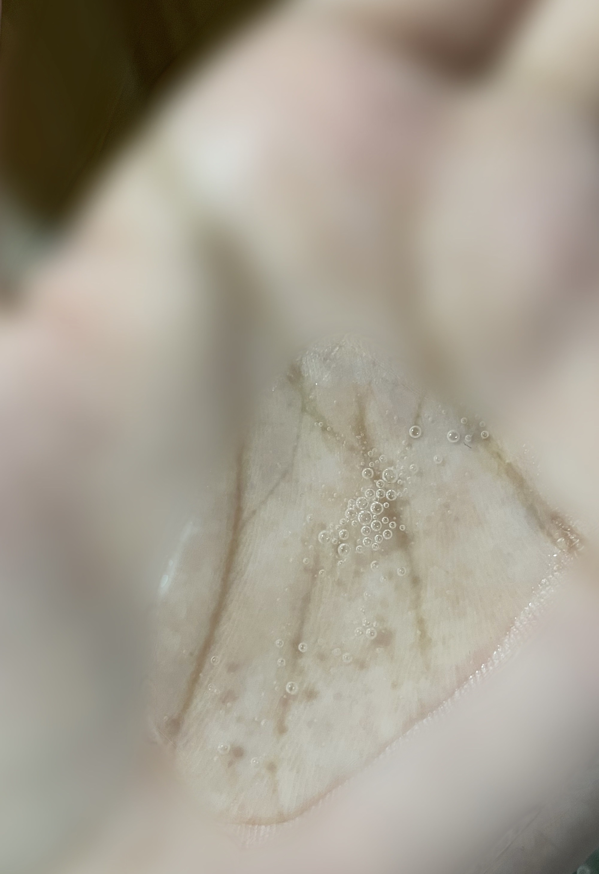 グレースリペアシャンプー／トリートメント/スリーク by サラサロン/市販シャンプーを使ったクチコミ（2枚目）