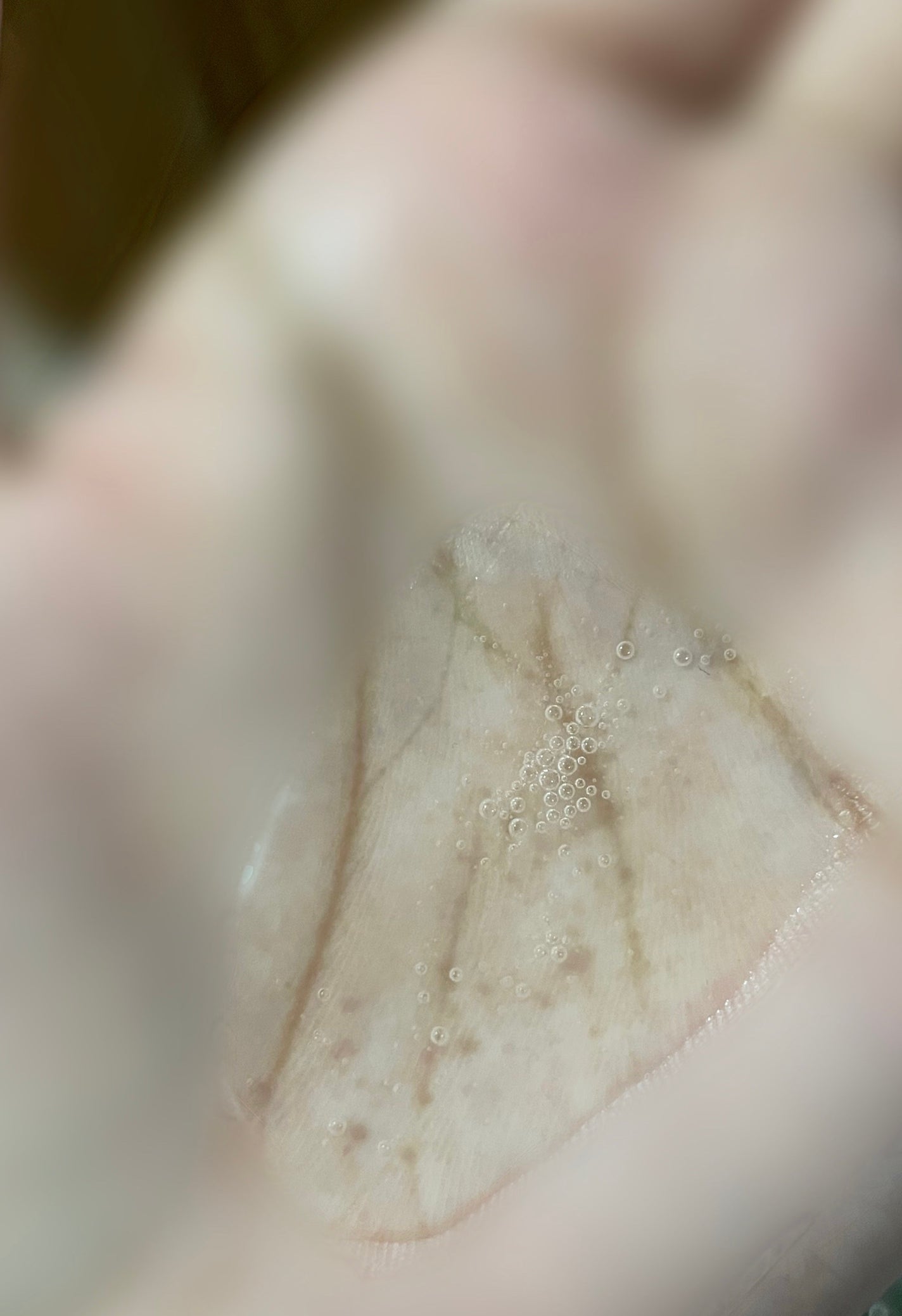 グレースリペアシャンプー/トリートメント/スリーク by サラサロン/市販シャンプーを使ったクチコミ(2枚目)