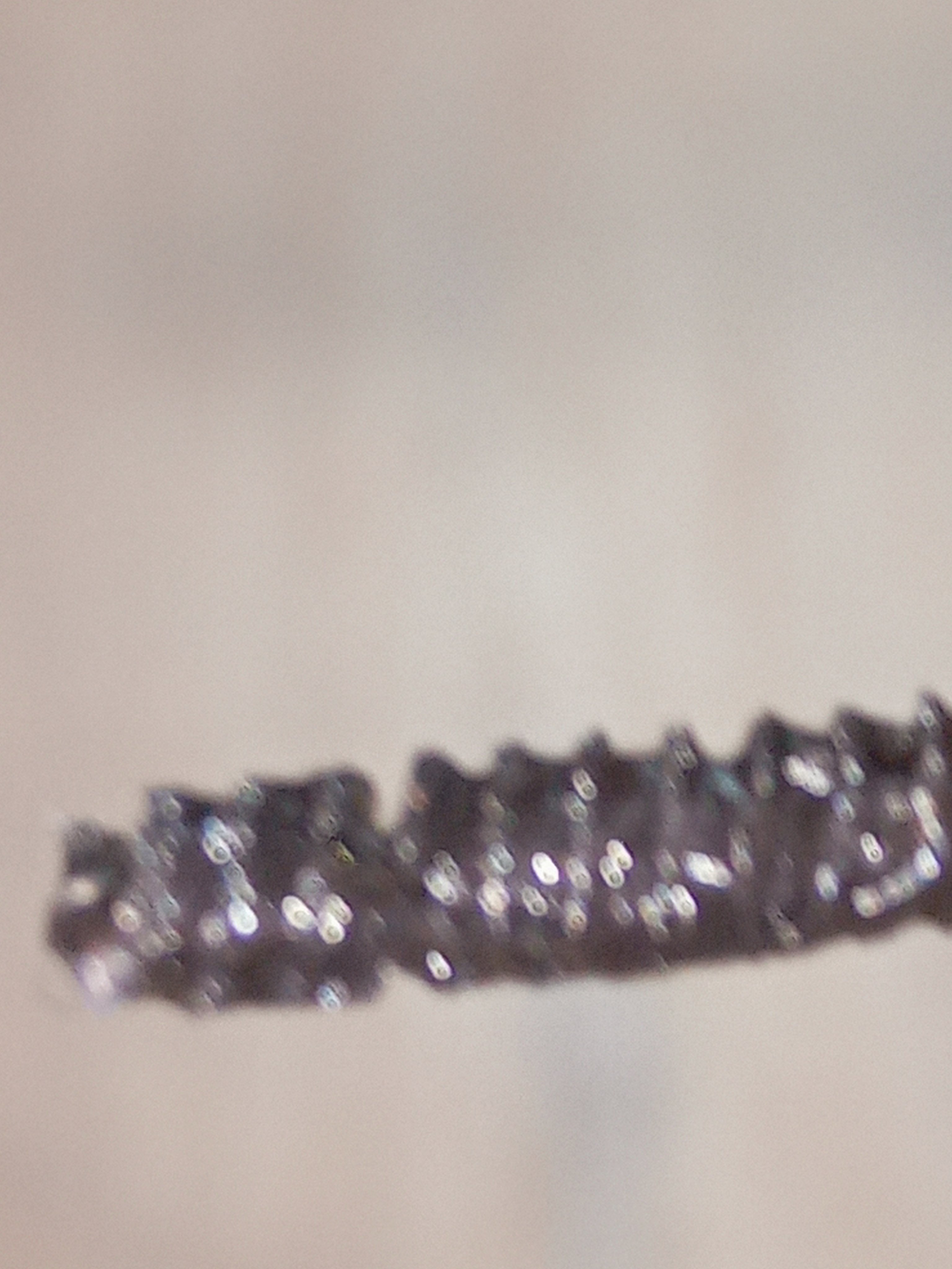 LENA LEVI MASCARA/LASH AND BROW/LENA LEVI/眉マスカラを使ったクチコミ（2枚目）