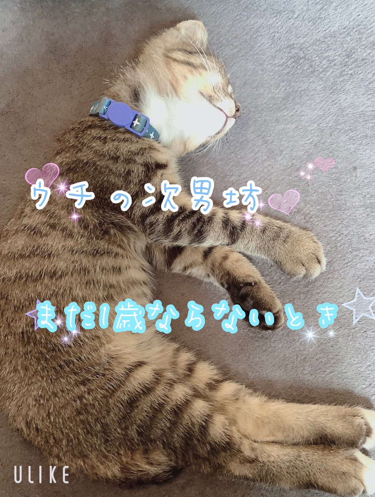 йатsυ🥀コスメ💄好きさんと沢山繋がりたい💝 on LIPS 「『ウチの次男坊🐈⬛🐾』次男坊君🐈⬛🐾現在→1歳💖早いものだ..」(1枚目)
