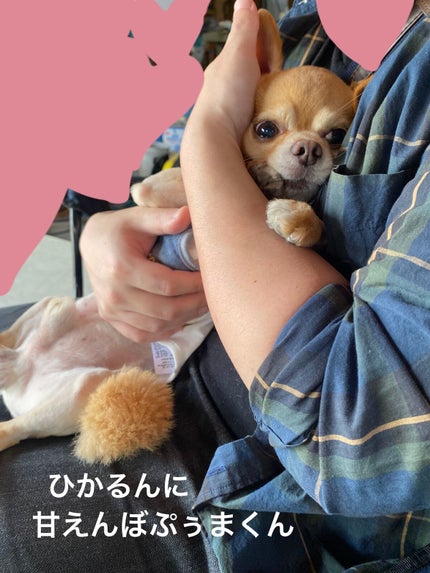 SIXPLUS X MARILYN 10本メイクアップブラシセット/SIXPLUS/メイクブラシを使ったクチコミ(10枚目)