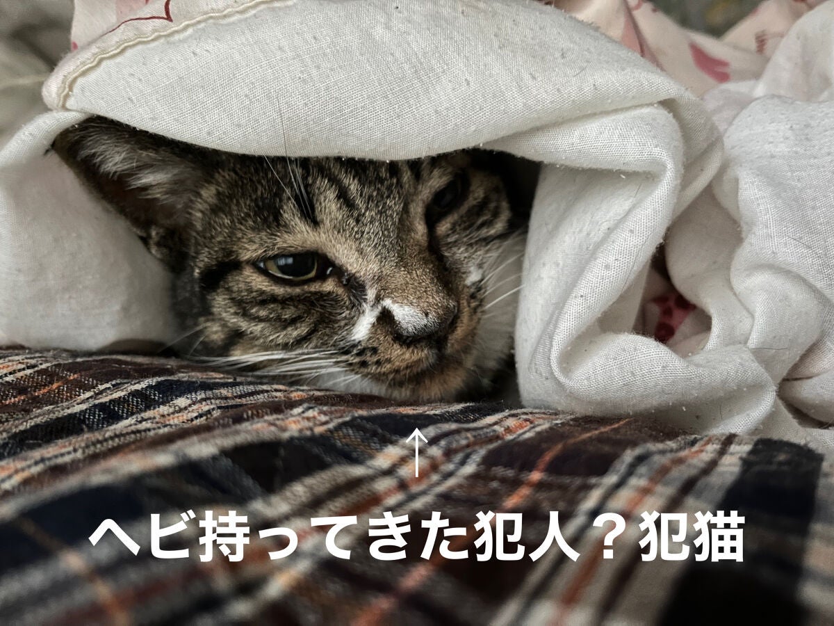 オハナ・マハロ ネイルカラー 全24色/OHANA MAHAALO/マニキュアを使ったクチコミ(8枚目)