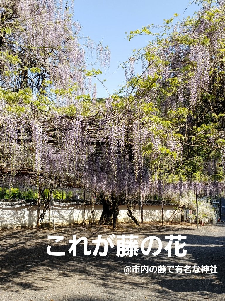 栃木ルルルン(藤の花の香り)/ルルルン/シートマスク・パックを使ったクチコミ(3枚目)