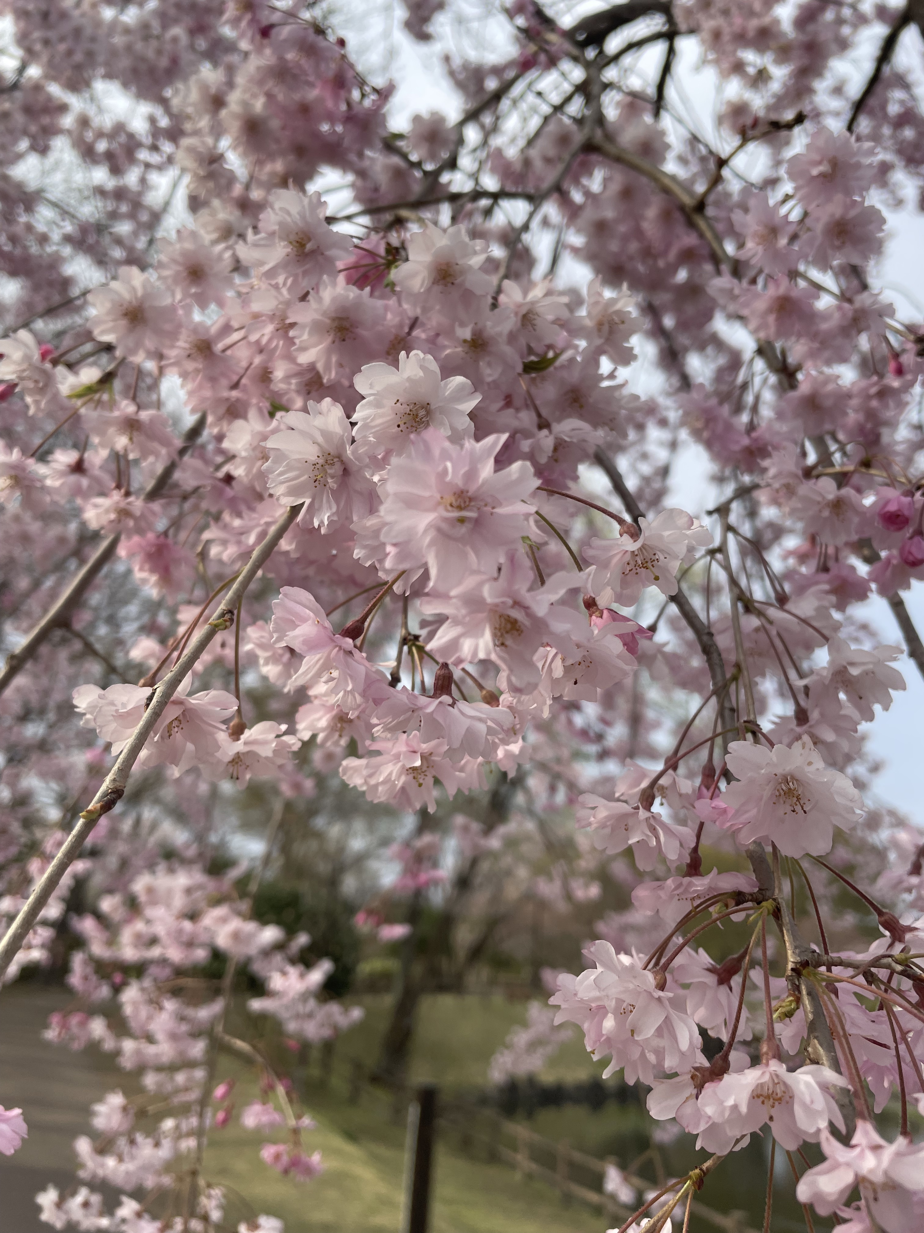 グラスティングメルティングバーム/rom&nd/リップバームを使ったクチコミ（1枚目）