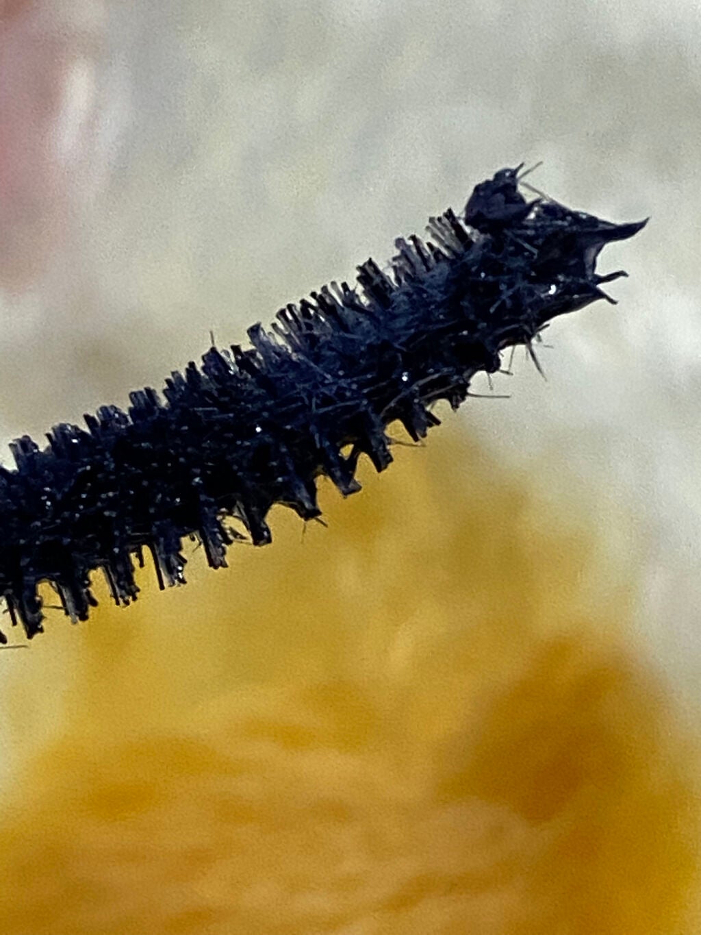 「塗るつけまつげ」ボリュームタイプ/デジャヴュ/マスカラを使ったクチコミ(5枚目)