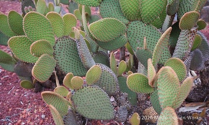 625 on LIPS 「【成分マニアの私が“ヴィーガンコスメ”を使わないワケ】最近、興..」(6枚目)