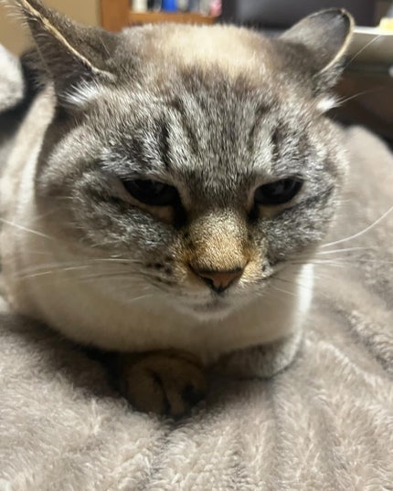 ミャオパウズアイシャドウパレット/MilleFée/アイシャドウパレットを使ったクチコミ(8枚目)