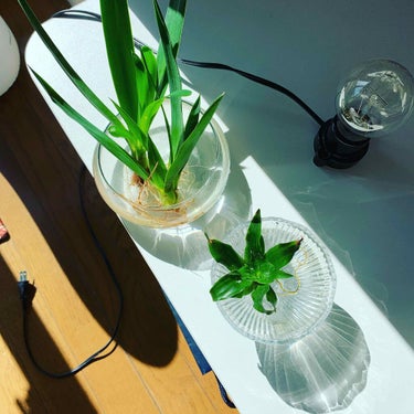 最近部屋で職場から切り分けてもらった植物を育ててます。
今日はお天気もいいので光合成日和。
植物があると部屋が明るくなりますね。

