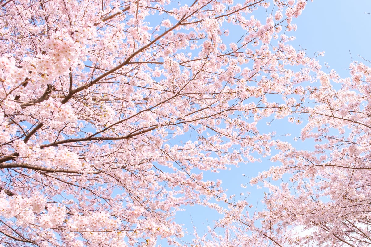 【期間限定】お得なイベントを開催！「春の桜占い」で、お得なクーポンをGETの画像