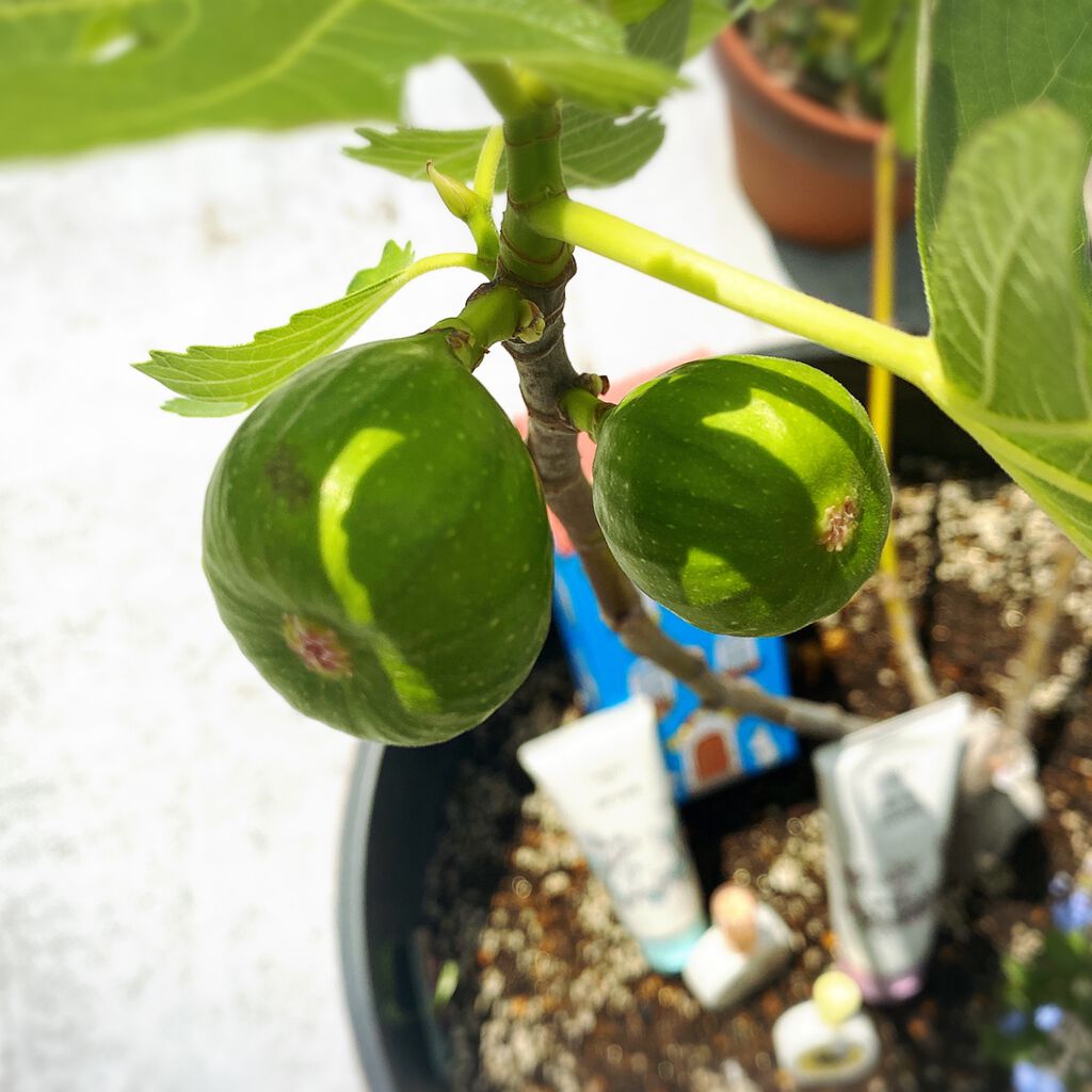 イグニス イオ ホワイト ピューレ/IGNIS/美容液を使ったクチコミ(2枚目)