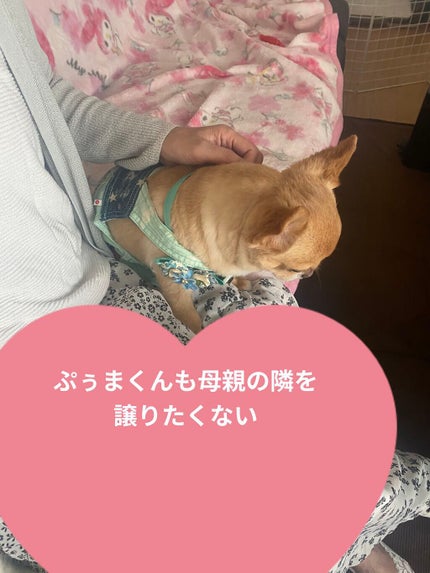 SHIKOOTAENG /LIZVIEW/ドリンクを使ったクチコミ(4枚目)