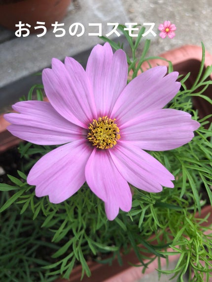 by Nail Labo カラージェルのクチコミ「【秋桜風 ネイル】秋分の日ということで🌸
久々にネイルラボのジェルを使ったら
結構寿命だった.....」(3枚目)