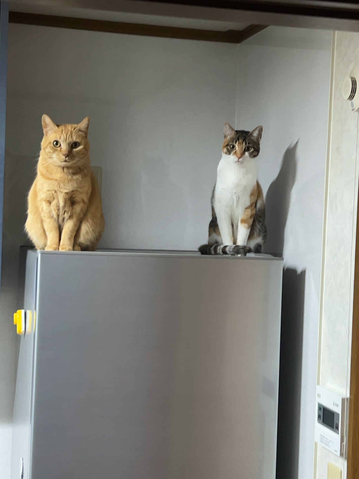 シグニチャー カラー アイズ/SUQQU/アイシャドウパレットを使ったクチコミ(4枚目)